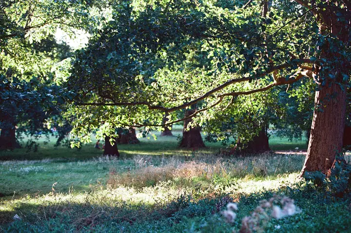 Hyde Park, London, photo 3