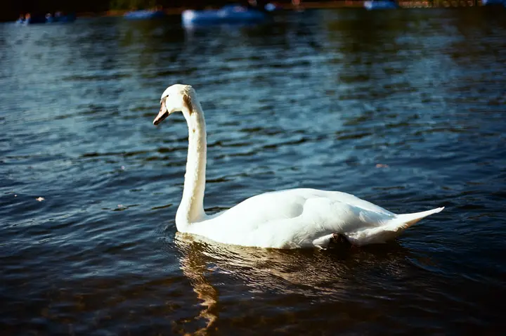 Hyde Park, London, photo 15