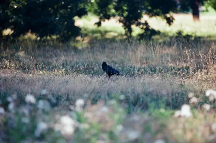 Hyde Park, London, photo 18